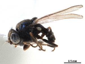  ( - CCDB-33858-B06)  @13 [ ] CreativeCommons - Attribution (2019) CBG Photography Group Centre for Biodiversity Genomics