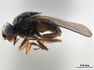  ( - CCDB-33858-B07)  @11 [ ] CreativeCommons - Attribution (2019) CBG Photography Group Centre for Biodiversity Genomics