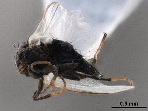  ( - CCDB-33858-B08)  @11 [ ] CreativeCommons - Attribution (2019) CBG Photography Group Centre for Biodiversity Genomics