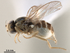  ( - CCDB-33858-C11)  @11 [ ] CreativeCommons - Attribution (2019) CBG Photography Group Centre for Biodiversity Genomics