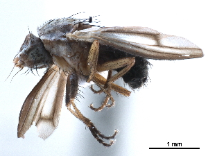  ( - CCDB-33858-E08)  @11 [ ] CreativeCommons - Attribution (2019) CBG Photography Group Centre for Biodiversity Genomics
