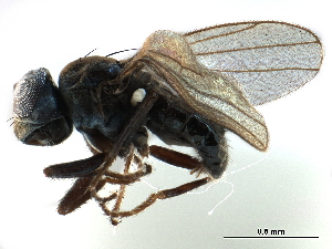  ( - CCDB-33858-F07)  @11 [ ] CreativeCommons - Attribution (2019) CBG Photography Group Centre for Biodiversity Genomics