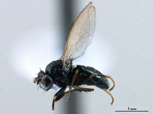  ( - CCDB-33858-F10)  @11 [ ] CreativeCommons - Attribution (2019) CBG Photography Group Centre for Biodiversity Genomics