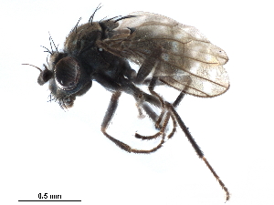  (Scatophila exilis - CCDB-33859-A08)  @13 [ ] CreativeCommons - Attribution (2019) CBG Photography Group Centre for Biodiversity Genomics