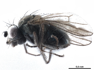  (Scatophila tuberculosa - CCDB-33859-A11)  @11 [ ] CreativeCommons - Attribution (2019) CBG Photography Group Centre for Biodiversity Genomics