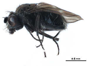  (Scatophila sp. 2 - CCDB-33859-A12)  @11 [ ] CreativeCommons - Attribution (2019) CBG Photography Group Centre for Biodiversity Genomics