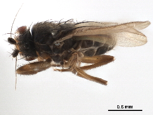  ( - CCDB-33859-F09)  @11 [ ] CreativeCommons - Attribution (2019) CBG Photography Group Centre for Biodiversity Genomics