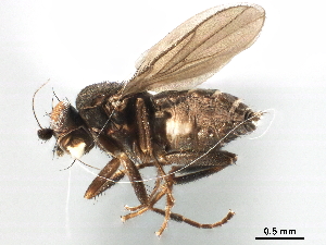  ( - CCDB-33859-F11)  @11 [ ] CreativeCommons - Attribution (2019) CBG Photography Group Centre for Biodiversity Genomics