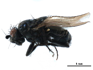  ( - CCDB-33859-H01)  @11 [ ] CreativeCommons - Attribution (2019) CBG Photography Group Centre for Biodiversity Genomics