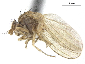  ( - CCDB-33860-D12)  @11 [ ] CreativeCommons - Attribution (2019) CBG Photography Group Centre for Biodiversity Genomics