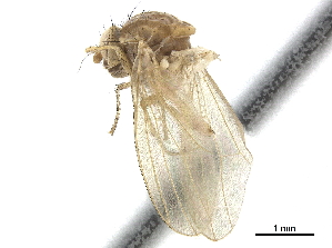  ( - CCDB-33860-E01)  @11 [ ] CreativeCommons - Attribution (2019) CBG Photography Group Centre for Biodiversity Genomics