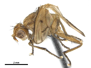  ( - CCDB-33860-F05)  @13 [ ] CreativeCommons - Attribution (2019) CBG Photography Group Centre for Biodiversity Genomics