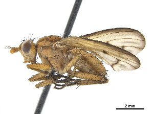  ( - CCDB-33860-F06)  @14 [ ] CreativeCommons - Attribution (2019) CBG Photography Group Centre for Biodiversity Genomics