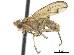  ( - CCDB-33860-F11)  @11 [ ] CreativeCommons - Attribution (2019) CBG Photography Group Centre for Biodiversity Genomics