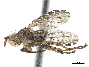 ( - CCDB-33860-G04)  @11 [ ] CreativeCommons - Attribution (2019) CBG Photography Group Centre for Biodiversity Genomics