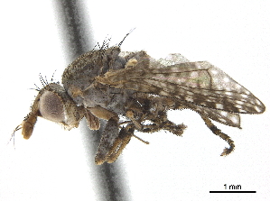  ( - CCDB-33860-G06)  @11 [ ] CreativeCommons - Attribution (2019) CBG Photography Group Centre for Biodiversity Genomics