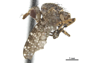  ( - CCDB-33860-G07)  @12 [ ] CreativeCommons - Attribution (2019) CBG Photography Group Centre for Biodiversity Genomics