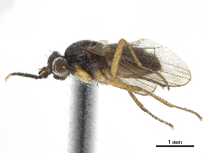  ( - CCDB-33860-G12)  @11 [ ] CreativeCommons - Attribution (2019) CBG Photography Group Centre for Biodiversity Genomics