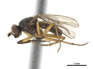  ( - CCDB-33860-H01)  @11 [ ] CreativeCommons - Attribution (2019) CBG Photography Group Centre for Biodiversity Genomics