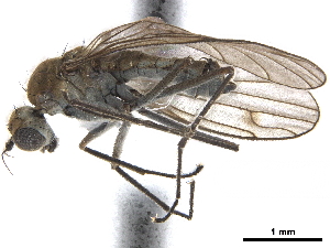  ( - CCDB-33861-E01)  @13 [ ] CreativeCommons - Attribution (2019) CBG Photography Group Centre for Biodiversity Genomics