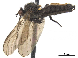  ( - CCDB-33861-F09)  @12 [ ] CreativeCommons - Attribution (2019) CBG Photography Group Centre for Biodiversity Genomics