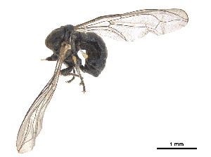  ( - CCDB-33862-E09)  @11 [ ] CreativeCommons - Attribution (2019) CBG Photography Group Centre for Biodiversity Genomics