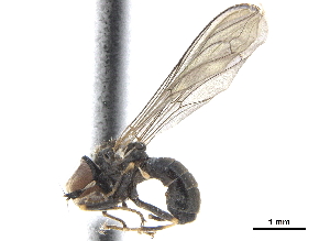  ( - CCDB-33862-E10)  @11 [ ] CreativeCommons - Attribution (2019) CBG Photography Group Centre for Biodiversity Genomics
