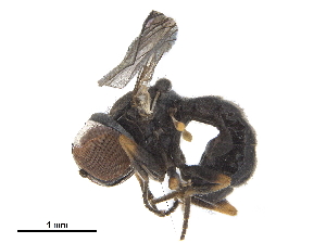  ( - CCDB-33862-E11)  @11 [ ] CreativeCommons - Attribution (2019) CBG Photography Group Centre for Biodiversity Genomics