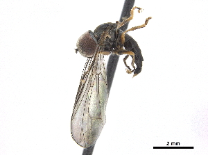  ( - CCDB-33862-F05)  @11 [ ] CreativeCommons - Attribution (2019) CBG Photography Group Centre for Biodiversity Genomics