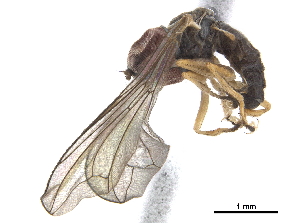  ( - CCDB-33862-F06)  @11 [ ] CreativeCommons - Attribution (2019) CBG Photography Group Centre for Biodiversity Genomics