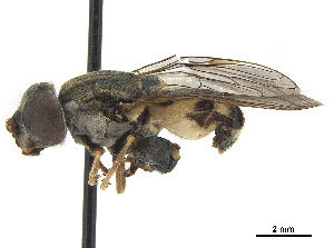  ( - CCDB-33863-F10)  @12 [ ] CreativeCommons - Attribution (2019) CBG Photography Group Centre for Biodiversity Genomics
