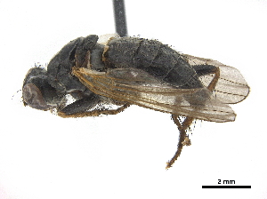  ( - CCDB-33863-H07)  @11 [ ] CreativeCommons - Attribution (2019) CBG Photography Group Centre for Biodiversity Genomics