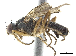  ( - CCDB-33863-H10)  @13 [ ] CreativeCommons - Attribution (2019) CBG Photography Group Centre for Biodiversity Genomics