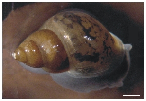  (Lymnaea truncatula - MACN-INV-LYMMZ-0209)  @13 [ ] Unspecified (default): All Rights Reserved  Unspecified Unspecified