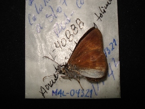  ( - MAL-04321)  @12 [ ] Unspecified (default): All Rights Reserved  Unspecified Unspecified