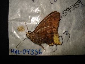  (Telegonus anausis annetta - MAL-04356)  @12 [ ] Unspecified (default): All Rights Reserved  Unspecified Unspecified