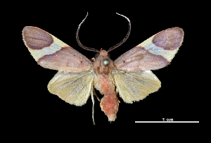  ( - MAL-03333)  @14 [ ] Unspecified (default): All Rights Reserved  Unspecified Unspecified