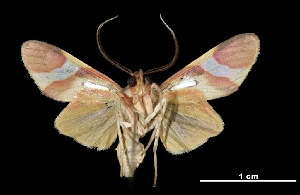  ( - MAL-03333)  @14 [ ] Unspecified (default): All Rights Reserved  Unspecified Unspecified