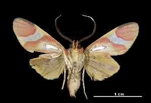  ( - MAL-03356)  @14 [ ] Unspecified (default): All Rights Reserved  Unspecified Unspecified