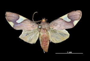  ( - MAL-03355)  @14 [ ] Unspecified (default): All Rights Reserved  Unspecified Unspecified