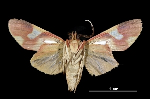  ( - MAL-03355)  @14 [ ] Unspecified (default): All Rights Reserved  Unspecified Unspecified