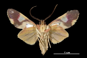  ( - MAL-03364)  @14 [ ] Unspecified (default): All Rights Reserved  Unspecified Unspecified