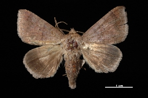  ( - MAL-03167)  @14 [ ] Unspecified (default): All Rights Reserved  Unspecified Unspecified