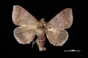  ( - MAL-03155)  @14 [ ] Unspecified (default): All Rights Reserved  Unspecified Unspecified