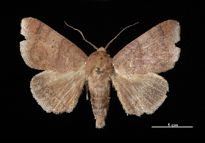  ( - MAL-03189)  @14 [ ] Unspecified (default): All Rights Reserved  Unspecified Unspecified