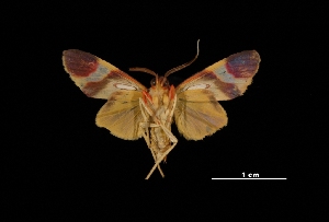  ( - MAL-03428)  @14 [ ] Unspecified (default): All Rights Reserved  Unspecified Unspecified