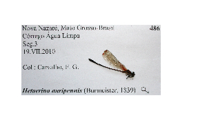  (Hetaerina auripennis - HAME036)  @11 [ ] No Rights Reserved (2013) Luis Mendoza Cuenca Universidad Michoacana de San Nicolas de Hidalgo