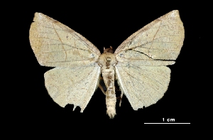  (Simopteryx sp - MAL-01411)  @14 [ ] Unspecified (default): All Rights Reserved  Unspecified Unspecified