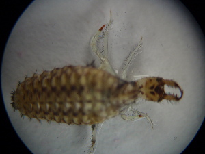  ( - NIBGE ALN-00353)  @12 [ ] CreativeCommons - Attribution Non-Commercial Share-Alike (2010) Muhammad Ashfaq National Institute for Biotechnology and Genetic Engineering Faisalabad Pakistan