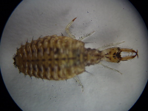  ( - NIBGE ALN-00362)  @12 [ ] CreativeCommons - Attribution Non-Commercial Share-Alike (2010) Muhammad Ashfaq National Institute for Biotechnology and Genetic Engineering Faisalabad Pakistan